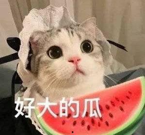 网红狗哥爆料吃瓜视频下载,吃瓜视频幕后下载全解析