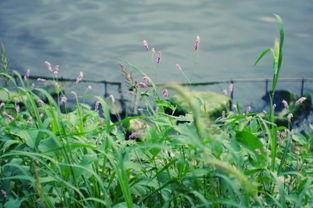 青青河边草视频,探寻自然之美与生命感悟