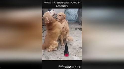 狗的搞笑视频,萌态百出，笑料连连