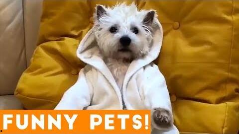 小狗的视频,小狗欢乐视频集锦