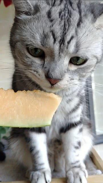 吃瓜爆料猫,吃瓜爆料猫带你探秘明星幕后故事