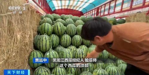 石缝瓜今日价格最新行情,最新行情揭示市场热点