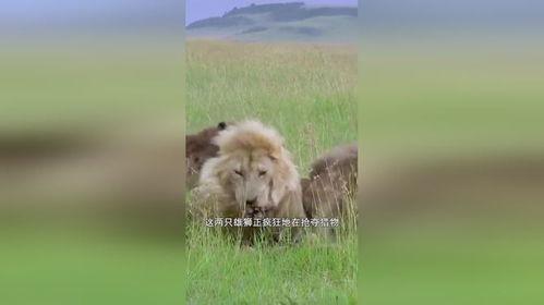 狮子捕猎视频,野性本能与生存智慧