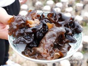 黑木耳视频,营养与美味的完美结合
