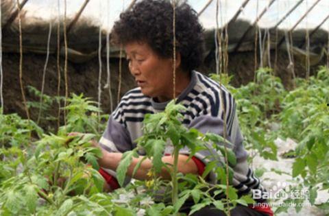 棉花整枝打杈视频,视频教学助您轻松掌握