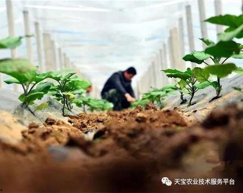 棉花整枝打杈视频,视频教学助您轻松掌握