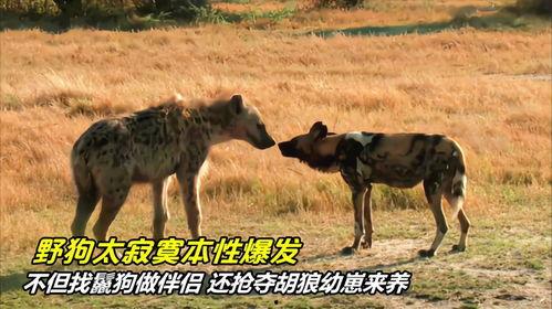 鬣狗交配视频,揭秘野生动物的繁衍奥秘
