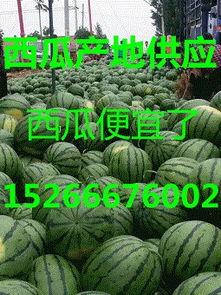 今日瓜价格最新产地行情,最新产地行情揭示今日瓜价走势”