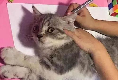可爱的小猫咪视频,小猫咪视频集锦