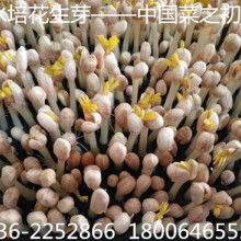 佛手瓜价格今日济南行情,价格波动解析
