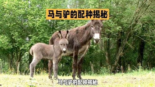 马驴交配高清视频,高清视频带你领略异种交配的神秘面纱