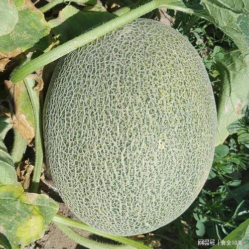 今日哈密瓜日本价位,价格飙升背后的故事