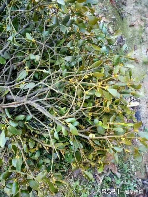 草色视频,捕捉自然之美，感受生命律动