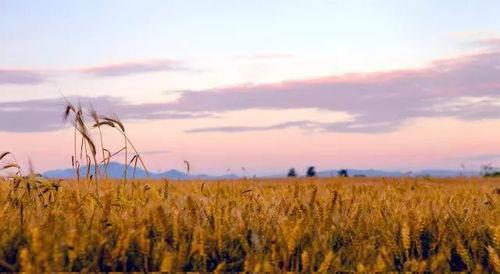 风吹麦浪视频,风吹麦浪视频的视觉盛宴