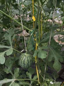 郑州吃瓜爆料,揭秘城市热点事件背后的真相