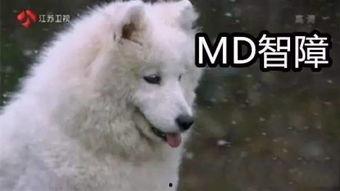 真实狼叫视频,揭秘真实狼叫的震撼瞬间