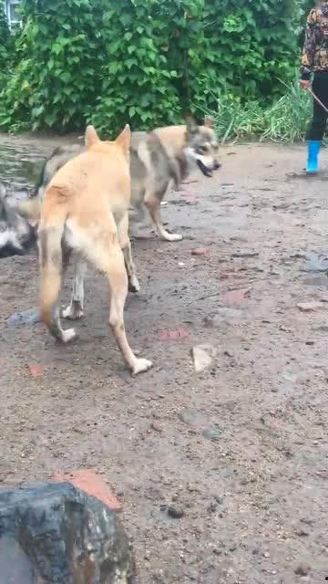 真实狼叫视频,揭秘真实狼叫的震撼瞬间