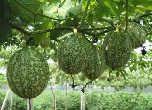 田口精美小吊瓜今日价格