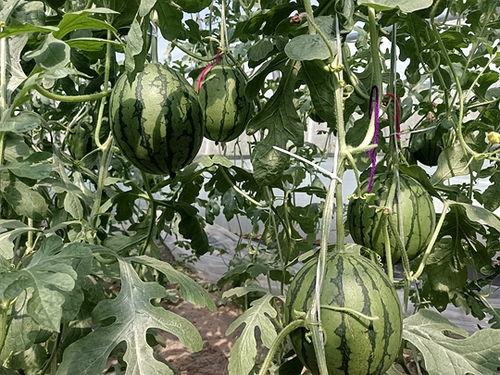 田口精美小吊瓜今日价格