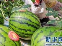 黑科网今日吃瓜最新消息,今日吃瓜热点事件深度解析