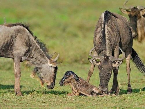 动物繁殖视频,揭秘自然界的繁衍生息