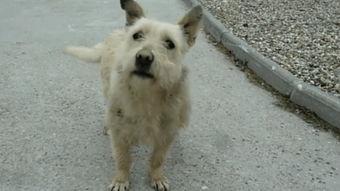 人和狗交配的视频,揭秘人狗交配视频背后的真相