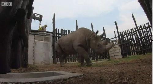 犀牛视频,探索视觉盛宴的全新维度