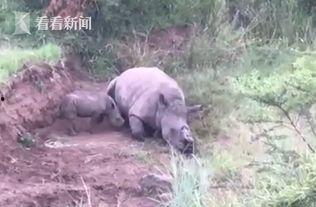 犀牛视频,探索视觉盛宴的全新维度