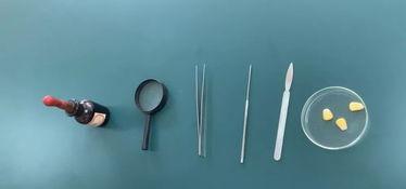 观察种子的结构实验视频,实验视频揭示种子结构全解析