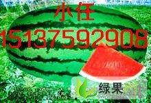 新疆今日瓜价查询,新鲜上市，价格实惠，快来抢购！